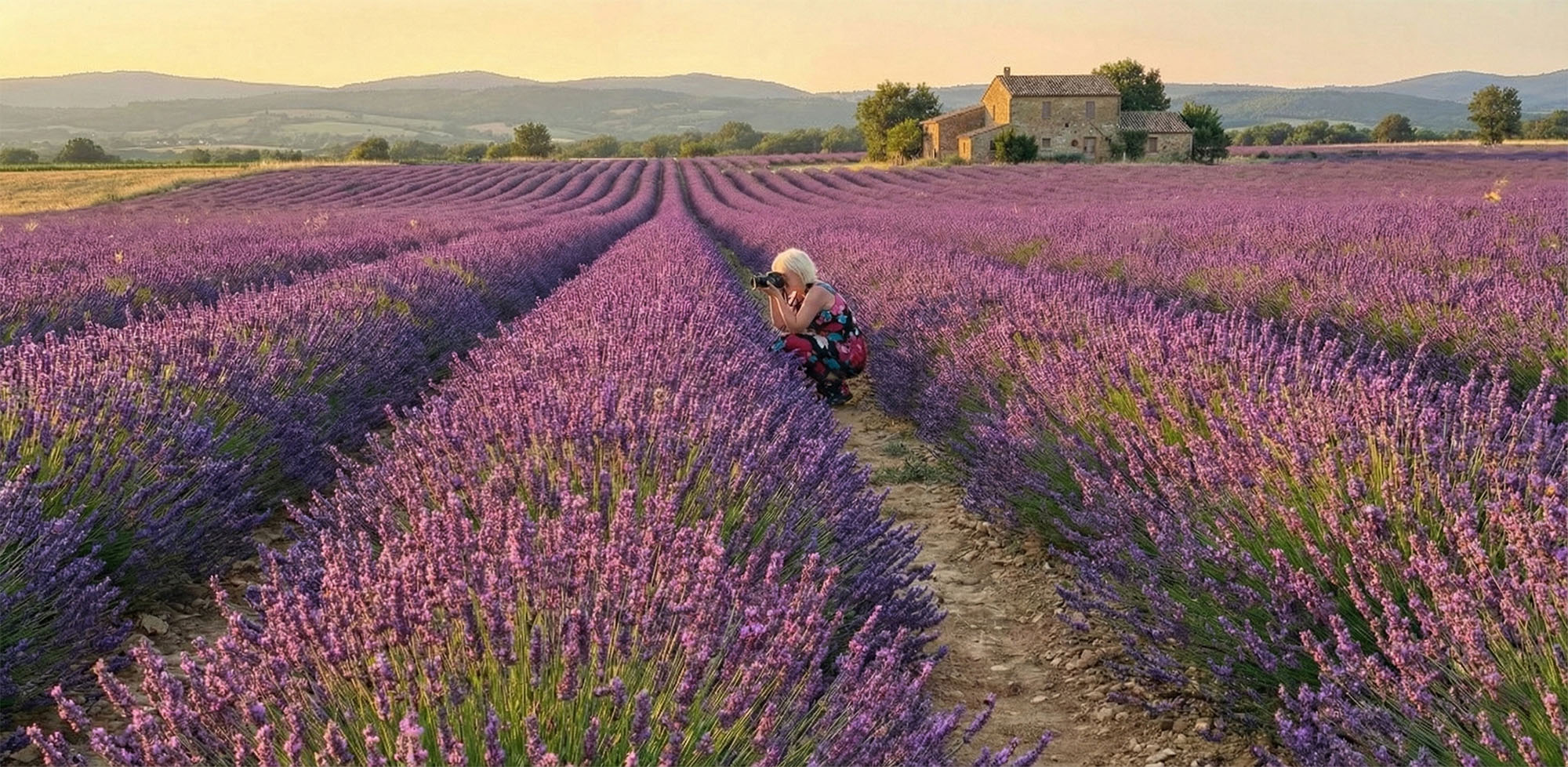 Fotoreis in de Provence. Zonsondergang over lavendelvelden in de regio Luberon, Frankrijk.